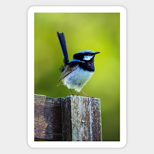 Australian Superb Fairy-Wren Magnet